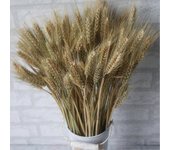 100pcs racimo de tallo de trigo seco, gavillas de trigo artificiales ramo decoración hogar, oficina