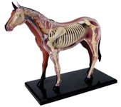 Modelo de anatomía animal 4d Inteligencia del caballo Ensamblaje de juguete Enseñanza Modelo de anatomía Aparatos de bricolaje - Jnnjv-hy