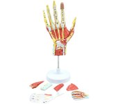 Modelo médico anatómico de esqueleto de mano con músculos, ligamentos, nervios y vasos sanguíneos, hueso de la mano Como se muestra