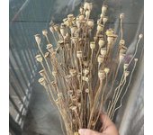Redkid Alrededor de 30-40 piezas / 20-40 cmRama de Campanula seca naturalFruta de amapola real arreglos de flores para accesorios de decoración del...