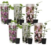 Plant in a Box Magnolias - 6 uds. - Magnolia - Altura 25-40cm - ⌀9cm Multicolor H25cm x W9.00cm