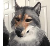 Tocado Disfraz Máscara Lobo Sombrero Disfraz Máscara Lobo Máscara Lobo