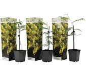 Plant in a Box Mimosa Amarilla - 3 uds. - Mimosa dealbata - Altura 25-40cm - ⌀9cm Amarillo H25cm x W9.00cm