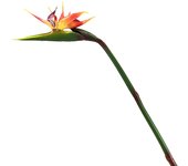 Flor artificial realista Ave del paraíso realista que no se desvanece y decoración del hogar de bajo mantenimiento Naranja
