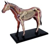 Modelo de anatomía de órganos animales Inteligencia del caballo 4D Ensamblaje de juguetes Enseñanza de anatomía Modelo Aparatos de bricolaje Color ...