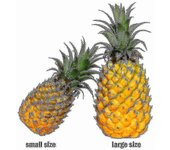 Frutas artificiales realistas Piña falsa para exhibir alto