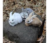 15Cm Versión Q Conejo de peluche realista Adornos de escritorio de animales realistas Modelo de conejo de imitación de Pascua Zekai Caqui