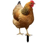 Decoración De Gallo Realista Realista Ornamental De Doble Cara Impresión Acrílica Estatua De Jardín Pollo Para Yard-hy J