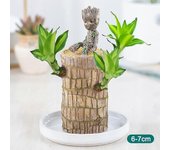 Mini Plantas brasileñas de madera en maceta Aire limpio Lucky Wood Plant Pot Plantas hidropónicas Árbol hidropónico 6-7 Cm