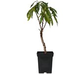 Plant in a Box melocotonero - Prunus 'Bonanza' - altura 60-70cm - ⌀15cm Rosa H60cm x W15.00cm
