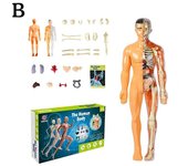 Modelo de torso del cuerpo humano 3D Puzzle Estudio Modelo de anatomía B
