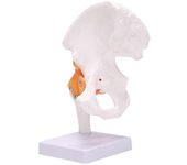 Modelo de hueso de cadera de tamaño natural - Modelo de articulación de cadera con ligamentos flexibles y puntos de referencia óseos Joi de cadera ...