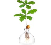 Bellota Germinación de semillas Plantador Jarrón Terrarios Maceta Árbol de bellota Kit de cultivo Deco Bulbo de vidrio Propagación Jarrones Crecer ...
