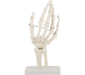 Articulación de la mano - Modelo de esqueleto de estudio de la articulación de la mano humana anatómica médica de tamaño natural