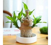 Mini Brazil Lucky Wood - Magical Sprouting Lucky Bamboo Wood - Planta hidropónica en maceta Tocón Pequeña Mini Planta - Hydroponic Lucky Wood - Ofi...