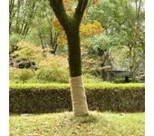 vidaXL Rollos de yute 2 unidades 1x50 m 100% yute 200 gsm