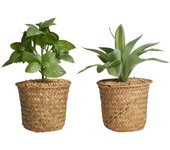 PLANTA SURT 2