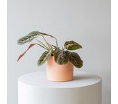 Plantas a Domicilio - Maranta Leuconeura Fascinator   Planta Interior   Colvin - COLVIN