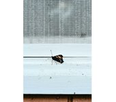 Mosquitera para ventana para ventana corredera (An x Al: 70 x 130 cm, Montaje de la mosquitera: Inserción, Color bastidor: Plata)