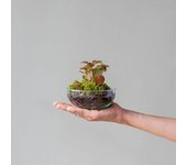 Plantas a Domicilio - Jardín Eterno Garbí - Terrario tropical - COLVIN