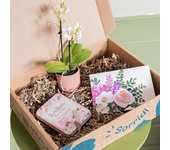 Flores a Domicilio - Pack Mini Orquídea Sara con Chocolate y Tarjeta - COLVIN