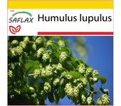 Saflax - Set de cultivo - 50 semillas - Lúpulo común - Houblon - Luppolo - Lúpulo - Echter Hopfen