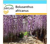Saflax - Set de regalo - 15 semillas - Glicina africana - Glycine arbre - Wisteria africana - Glicinia africana - Afrikanischer Blauregen
