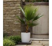 Plant in a Box Lote de 2 palmera mexicana, washingtonia robusta, 70cm