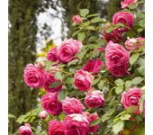 4 rosales cyclamen pierre de ronsard trep. - margaret mae.