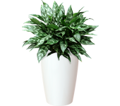 Maceta alta santorini blanco ø 33 cm