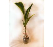 Planta verde cocos nucifera 130 cm en maceta de 19 cm