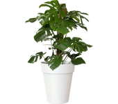 Maceta alta capri blanco ø 50 cm