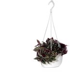 Planta verde tradescantia zebrina en maceta de 18 cm