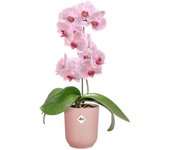 Maceta red vibes rosa 12,5 cm