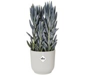 Maceta red vibes blanco 16 cm