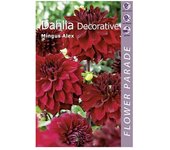 Kapiteyn Bulbos de otoño Dahlia Decorative (Mingus Alex, 1 ud.)