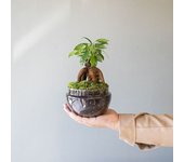 Plantas a Domicilio - Jardín Eterno La Fosca - Terrario bosque - COLVIN