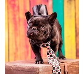 MAGNET & STEEL Tarjeta Bulldog Francés con Corbata