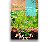 Semillas Cacahuete o Maní | Cultiva tus cacahuetes o manises con semillas profesionales para obtener los mejores resultados | Sobre de 10 gramos | Ciclo anual de 30 - 50 cm | Recolección 60-75 días tras floración | Rocalba Semillas | Nexum Market
