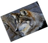 MERCHANDMANIA PUZZLE DE TAMAÑO APROX. A4 DE 24 PIEZAS lobo gris animal salvaje feroz mascota bosque rompecabezas puzle para adulto