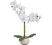 Factory Cuadros Orquídea Clera con Maceta Cerámica, 52 Cm Alto