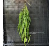 1PC Artificial Hanging Green Plants Fake Rattan Wall Hanging Plastic Vine for Home Garden Restaurant Decoration Soft Landscaping