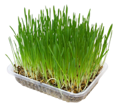 Arquivet Hierba Para Gatos En Bandeja 100 Gr