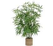 Planta Bambú con Maceta Natural - 100 Cm de Alto | Factory Cuadros
