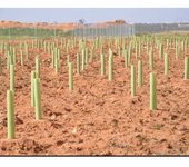 Protector arbol 180 cm. Envase de 140 uds. perforado y biselado