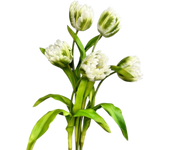 PU Artificial Tulip Branches Real Touch Handmade Rococo Tulip Stem Festival Faux Tulip Flower Weddings Party Decor