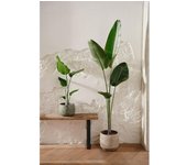 Ave del Paraíso - Planta natural  - Plantas de Exterior - Planta viva