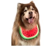 Babero para perro, bandana para perro, pañuelo para perro con dibujo de sandía, accesorio para disfraz de perro, babero impermeable de verano para mascota, tamaño mediano