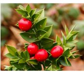 Ruscus Racemosa V17