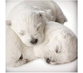 MAGNET & STEEL Tarjeta Cachorros Durmiendo